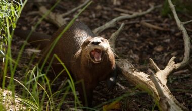North American river otter returns to Bronx River after 100 years