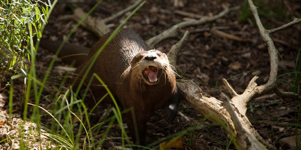 North American river otter returns to Bronx River after 100 years