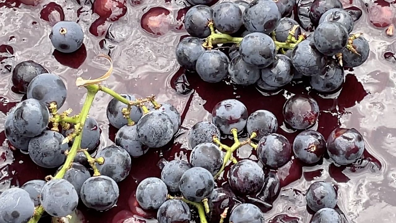 Schumer calls on USDA to help WNY grape growers