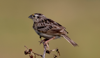 The grasshopper sparrow has lost 97 percent of its New York population, and its loudest comeback is on the capped 2,200-acre Fresh Kills landfill on Staten Island, where over 50 pairs nested in one season, because a trash mound sealed under plastic cannot grow trees, so it stays grassland forever