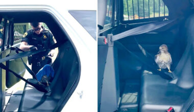 New York deputy finds a hawk in the roadway, covers its head, and drives it to safety
