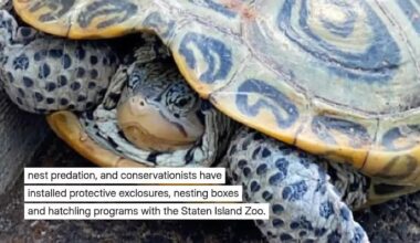Craft Beer, Conservation and a Turtle That Could Inspire Staten Island’s Next Brew