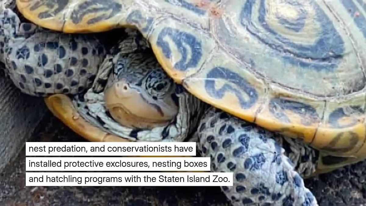 Craft Beer, Conservation and a Turtle That Could Inspire Staten Island’s Next Brew