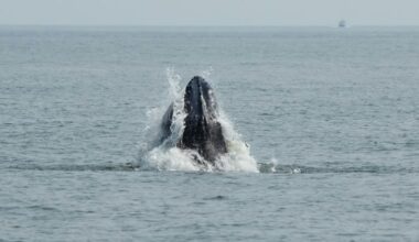 Whales spark joy in New York but face threats from boat traffic