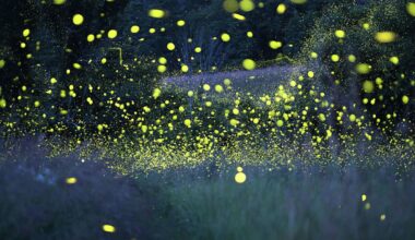 Study of fireflies in New York state parks to look at vulnerability, number of species