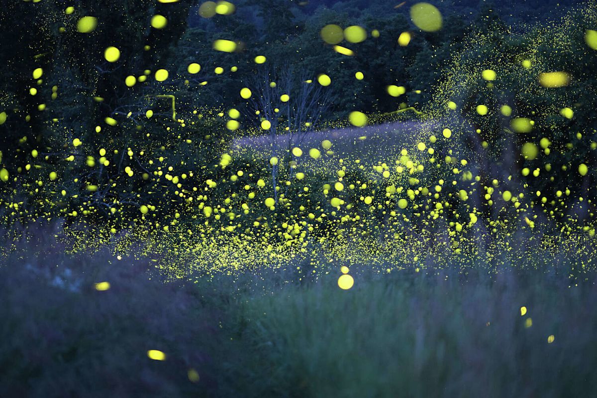 Study of fireflies in New York state parks to look at vulnerability, number of species