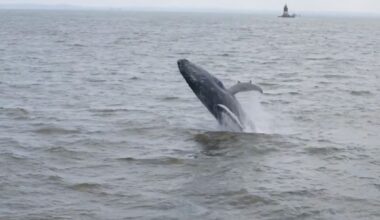 See it: Magnificent humpback whale breaches off coast of New York City, delighting whale watchers