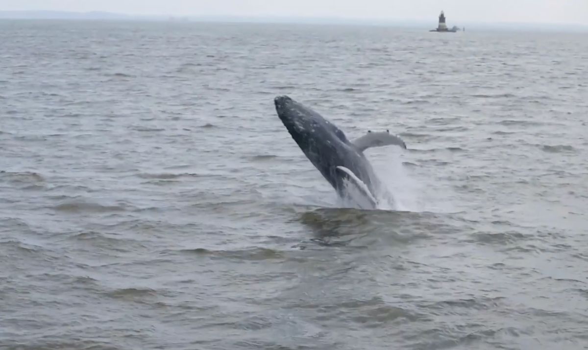 See it: Magnificent humpback whale breaches off coast of New York City, delighting whale watchers