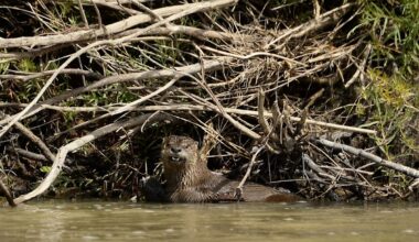 North American river otter returns to the Bronx River after 100 years, indicating healthy water quality