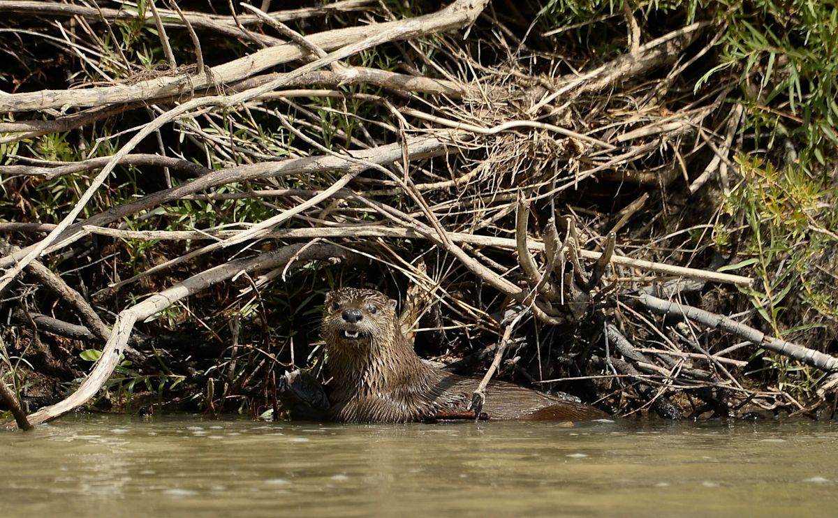 North American river otter returns to the Bronx River after 100 years, indicating healthy water quality