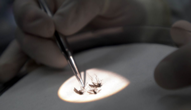 West Nile virus symptoms explained as NYC reports new case