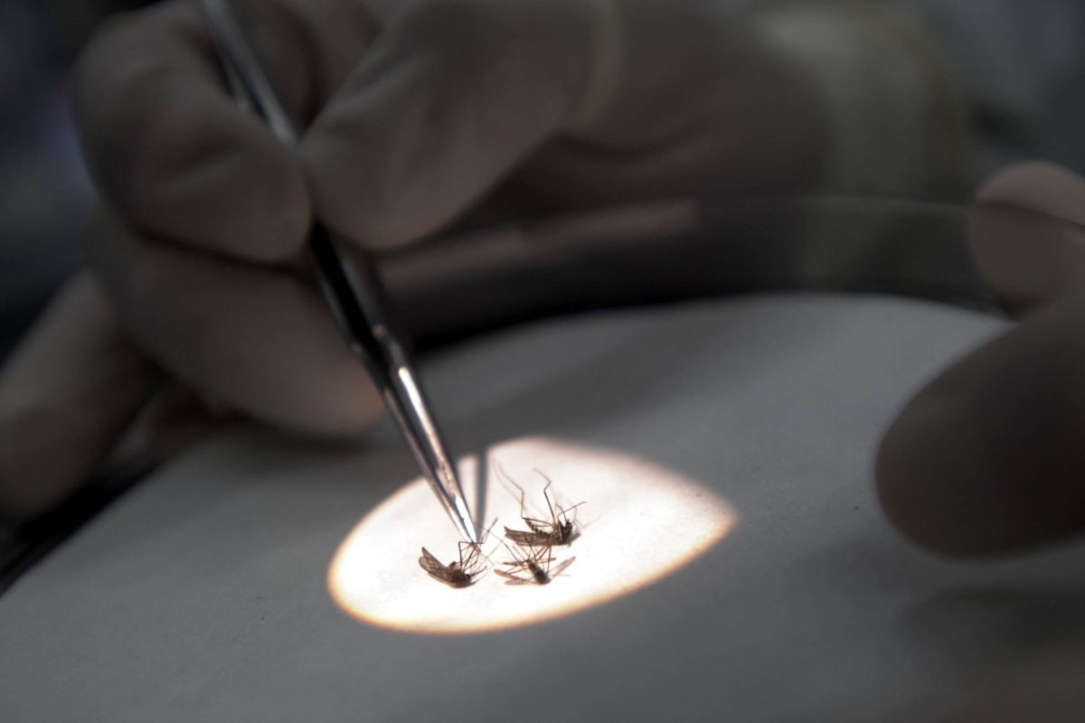 West Nile virus symptoms explained as NYC reports new case