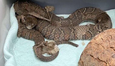 ‘Pretty Scary’ Snake Found Tucked Inside Pipe At N.Y.C. Construction Site