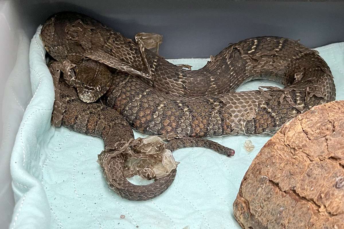 ‘Pretty Scary’ Snake Found Tucked Inside Pipe At N.Y.C. Construction Site