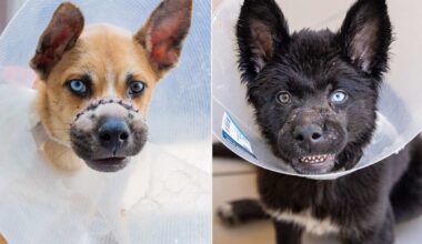 2 Puppies Found Abandoned in a Queens Dumpster with Their Muzzles Wired Shut Move on to Loving Homes