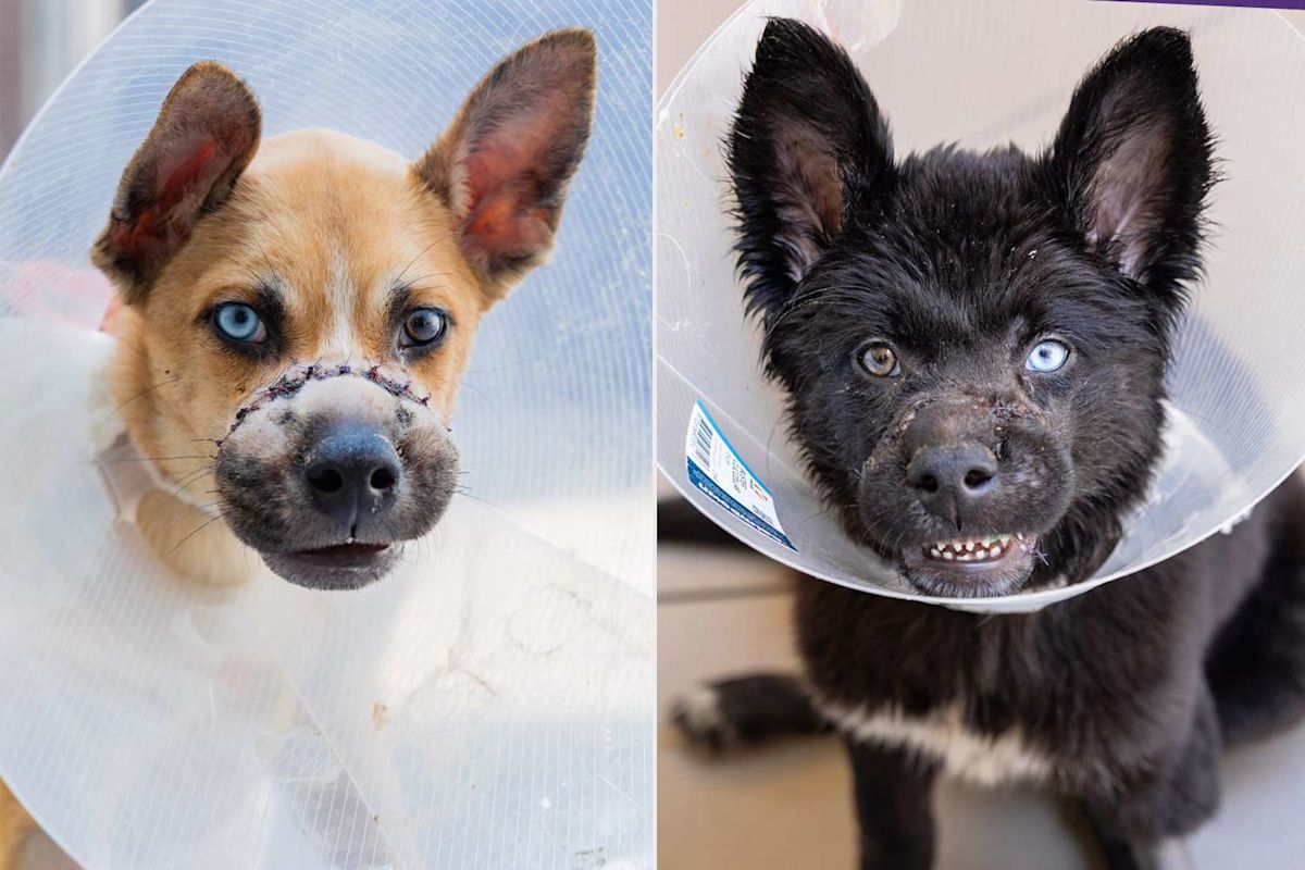 2 Puppies Found Abandoned in a Queens Dumpster with Their Muzzles Wired Shut Move on to Loving Homes