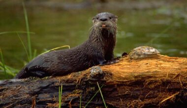 A River Otter Was Just Spotted in the Bronx River for the First Time in 100 Years