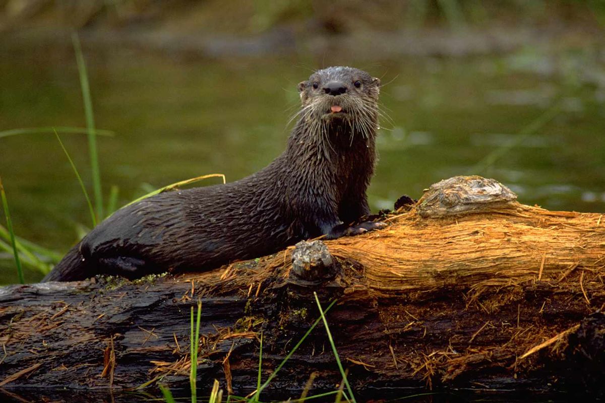 A River Otter Was Just Spotted in the Bronx River for the First Time in 100 Years