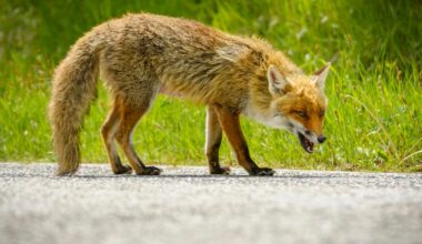Possibly Rabid Fox Bites Visitor at Staten Island Park, Officials Say
