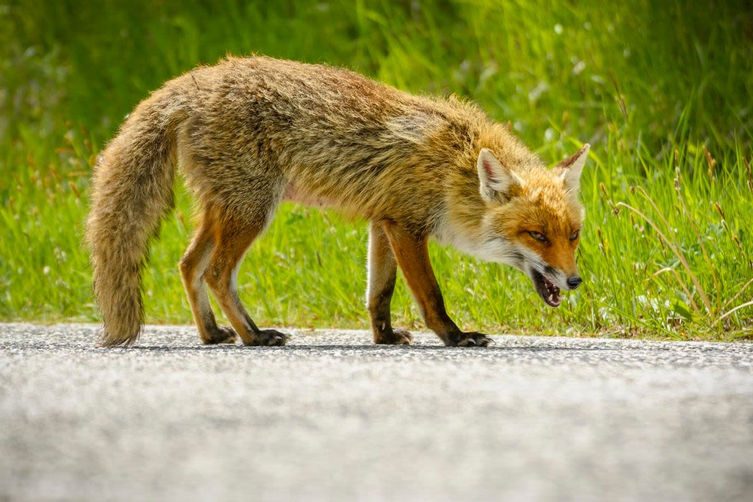 Possibly Rabid Fox Bites Visitor at Staten Island Park, Officials Say