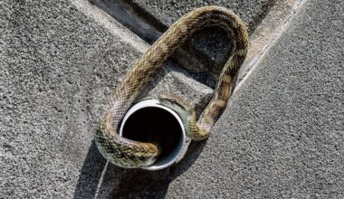 New York officers free water snake from scaffolding pipe; rescued reptile is named Pillow