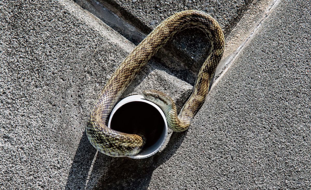New York officers free water snake from scaffolding pipe; rescued reptile is named Pillow