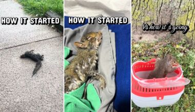 New York wildlife rescuer celebrates squirrel's return to the wild