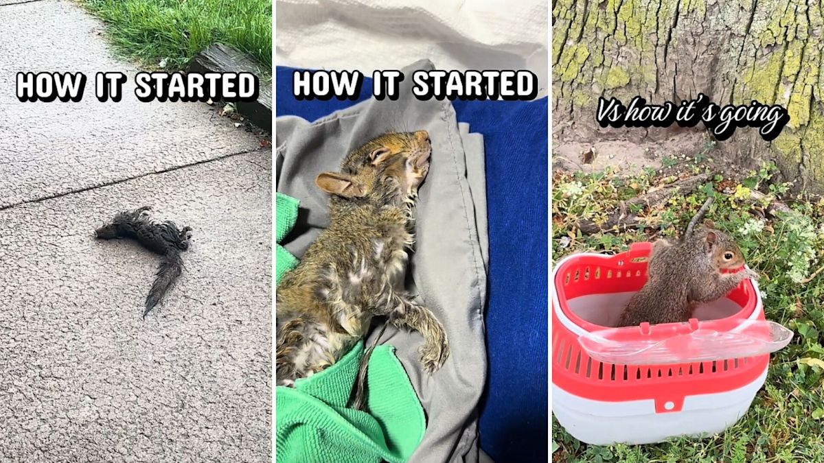 New York wildlife rescuer celebrates squirrel's return to the wild
