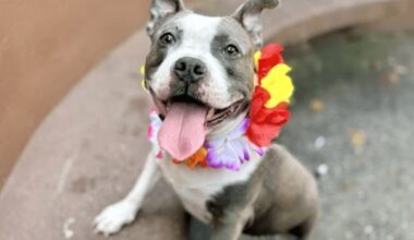Adoption fees waived for dozens of furry friends in NYC