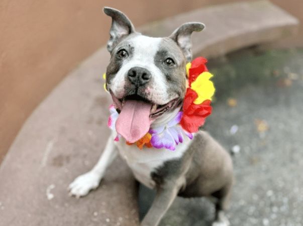 Adoption fees waived for dozens of furry friends in NYC