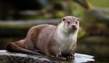 Otter spotted in NYC river for first time in 100 years