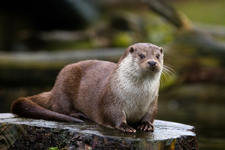 Otter spotted in NYC river for first time in 100 years