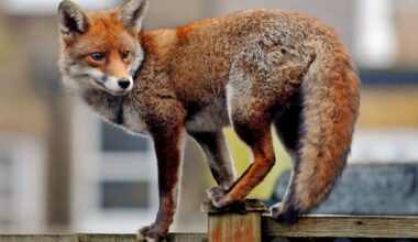 Fox bites person on Staten Island; DEC issues rabies warning