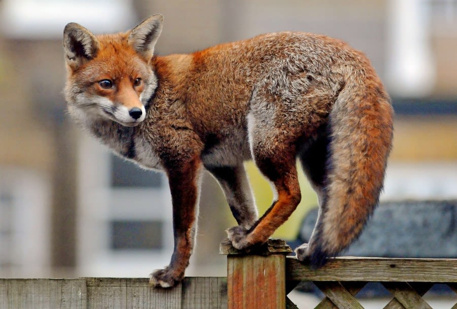 Fox bites person on Staten Island; DEC issues rabies warning