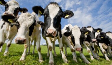 New York State announces $8.5 million for dairy modernization grants