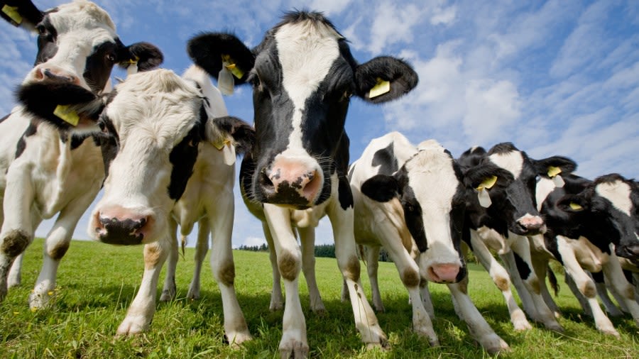 New York State announces $8.5 million for dairy modernization grants