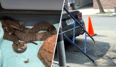 Snake found inside pipe at Upper West Side construction site – NBC New York