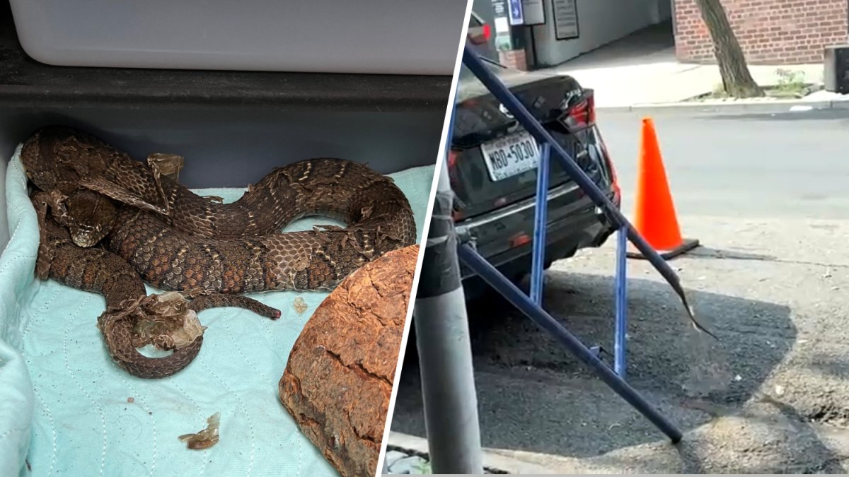 Snake found inside pipe at Upper West Side construction site – NBC New York