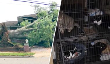 Dozens of cats stuck in Long Island home hit by falling tree – NBC New York