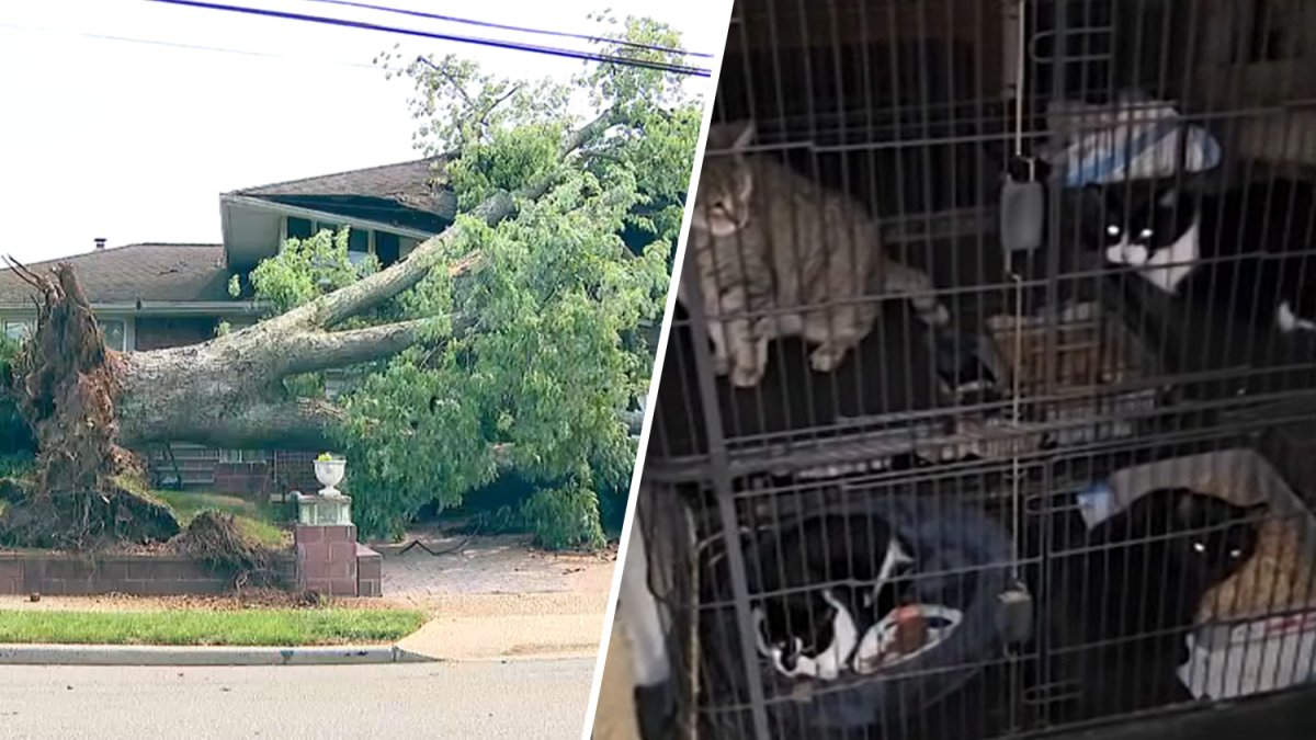 Dozens of cats stuck in Long Island home hit by falling tree – NBC New York