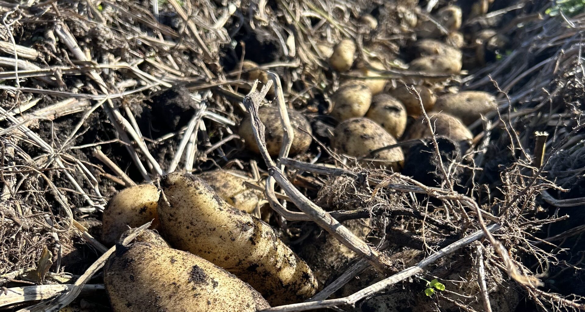 NYS Grown & Certified Partners with Tully’s to Deliver Homegrown Experience and Celebrate 10th Anniversary at the Great New York State Fair's Potato Booth