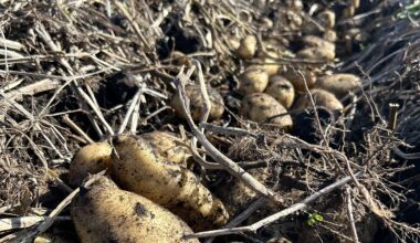NYS Grown & Certified Partners with Tully’s to Deliver Homegrown Experience and Celebrate 10th Anniversary at the Great New York State Fair's Potato Booth