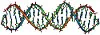 DNA double helix
