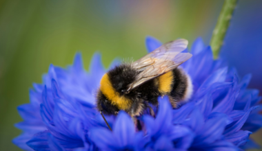 Bumblebees can learn to associate new smells with their queen