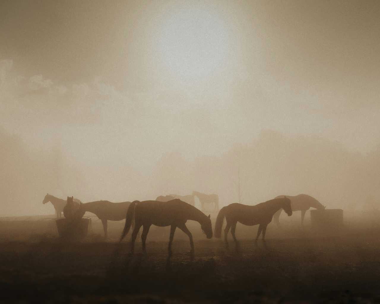 Andrea Nussinow Sentenced For NY Horse Cruelty, DA Says