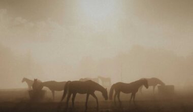 Andrea Nussinow Sentenced For NY Horse Cruelty, DA Says