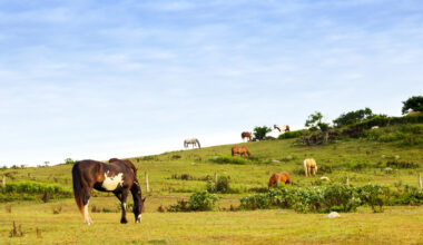 Forget Texas: America's Oldest Working Ranch Is A Cowboy Escape In A New York Beach Town