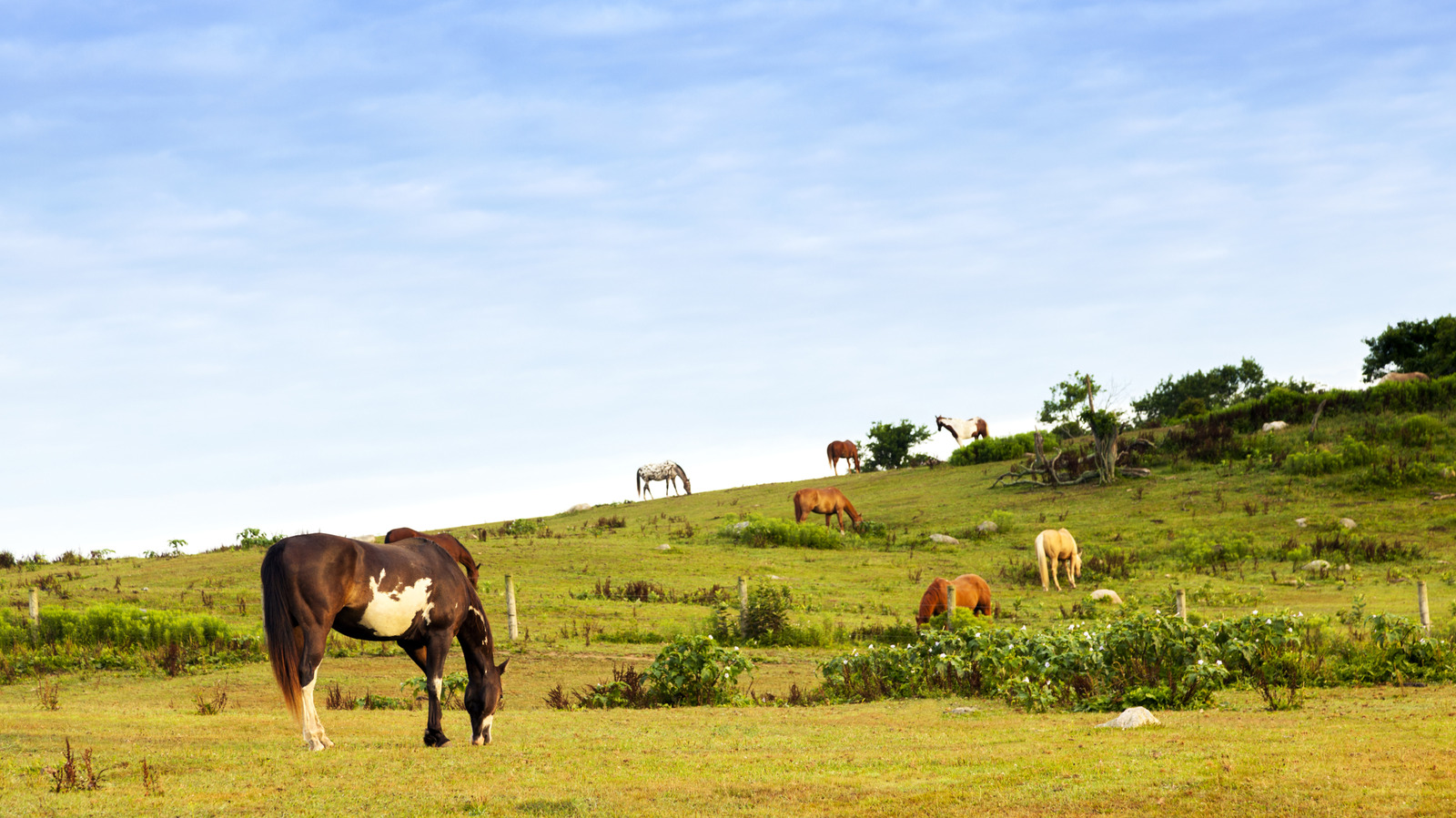 Forget Texas: America's Oldest Working Ranch Is A Cowboy Escape In A New York Beach Town