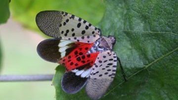 New warnings on spotted lanternfly as it spreads in New York