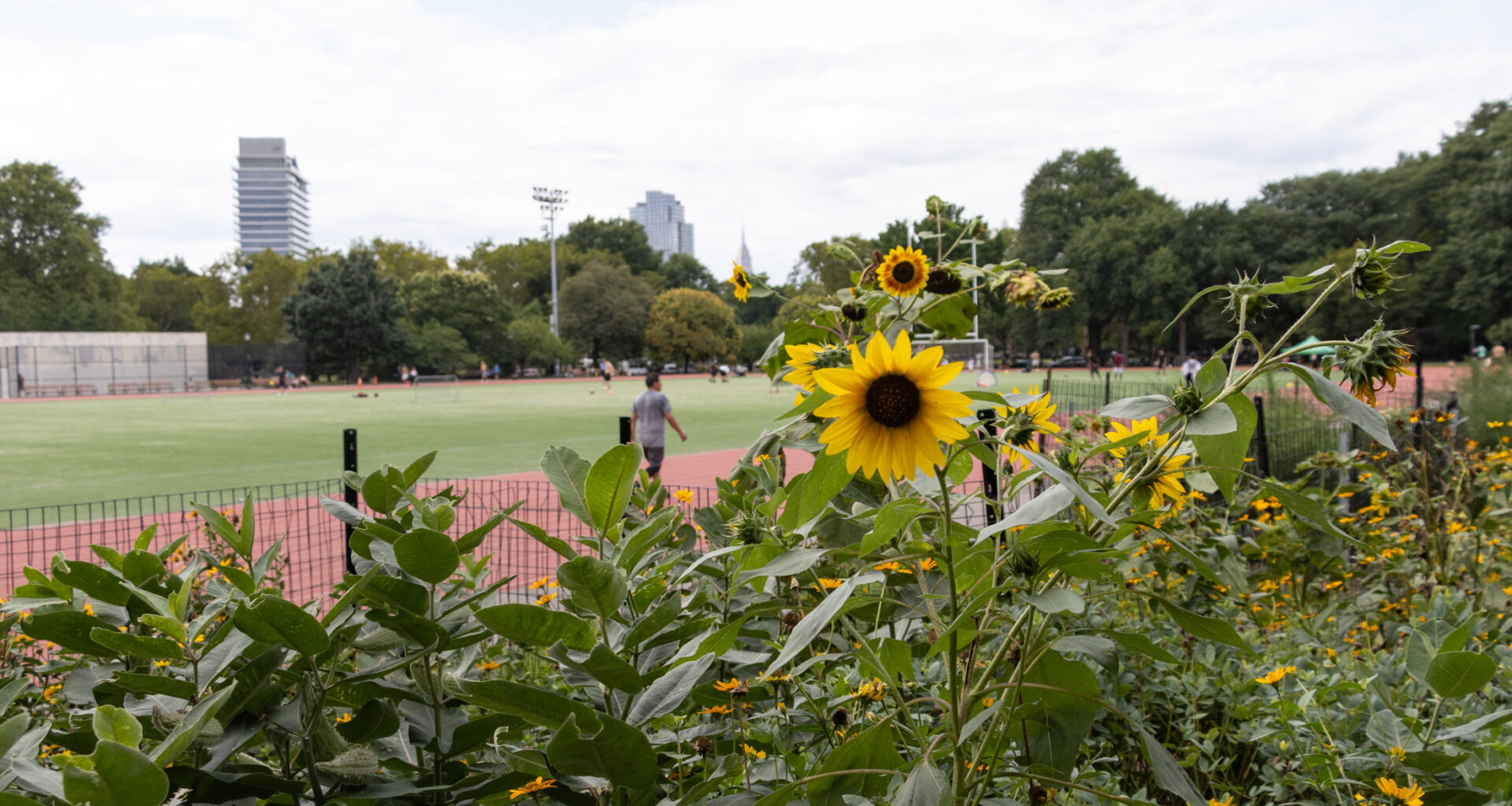 sunflower blooming in mccarren park with person running in background